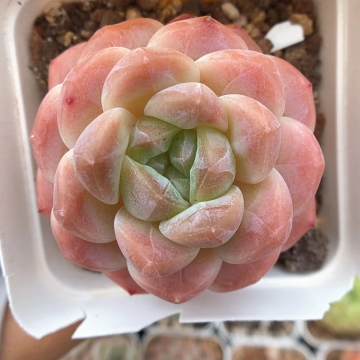 糖心粉魄740号。