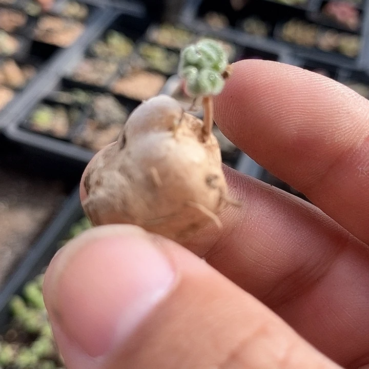 18568冰晶海带一颗