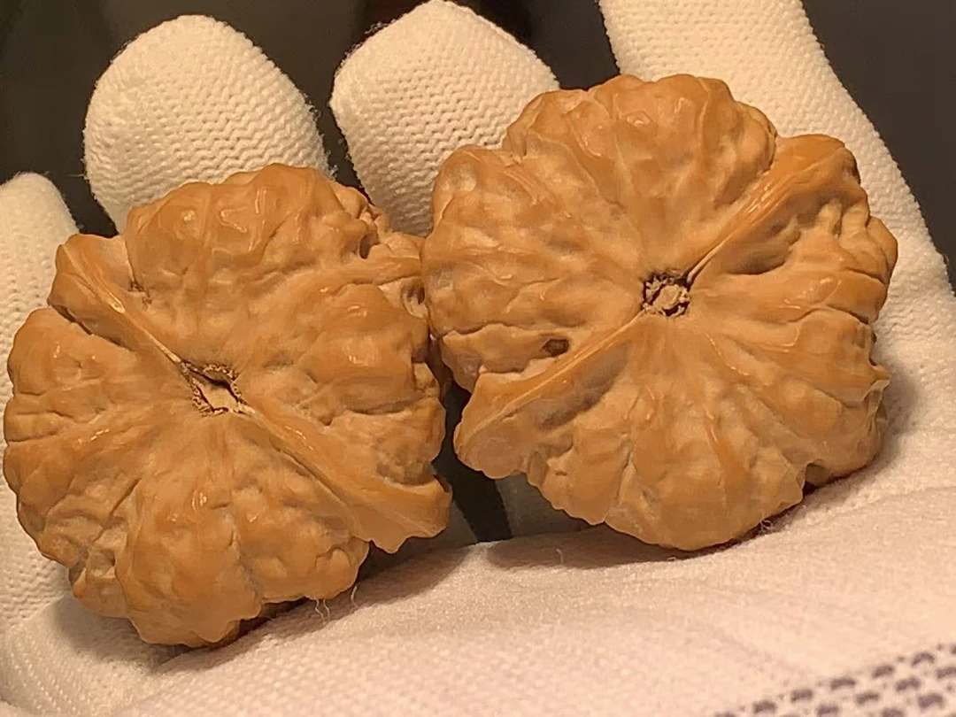 延庆山地蛤蟆头边41.5肚43高32.5