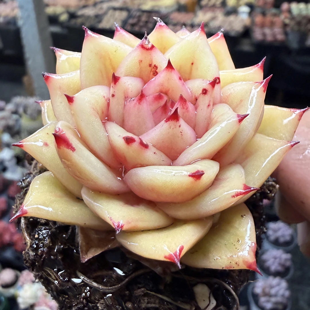 【精品链接F】精品高品质多肉植物绿植盆栽肉肉好养活简单春季粉色