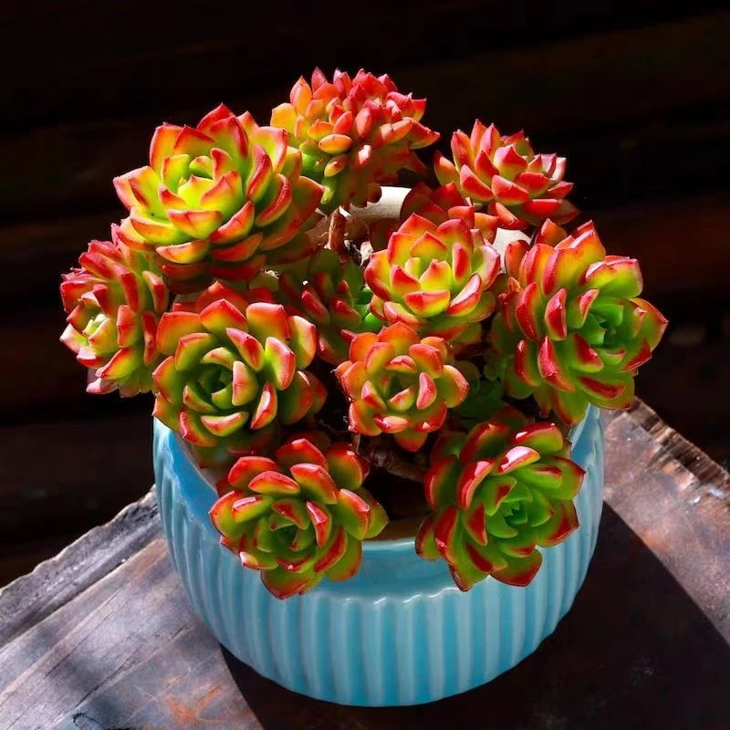 爱马仕玫瑰一颗带盆满15包邮 多肉植物 新手好养好活 阳台庭院