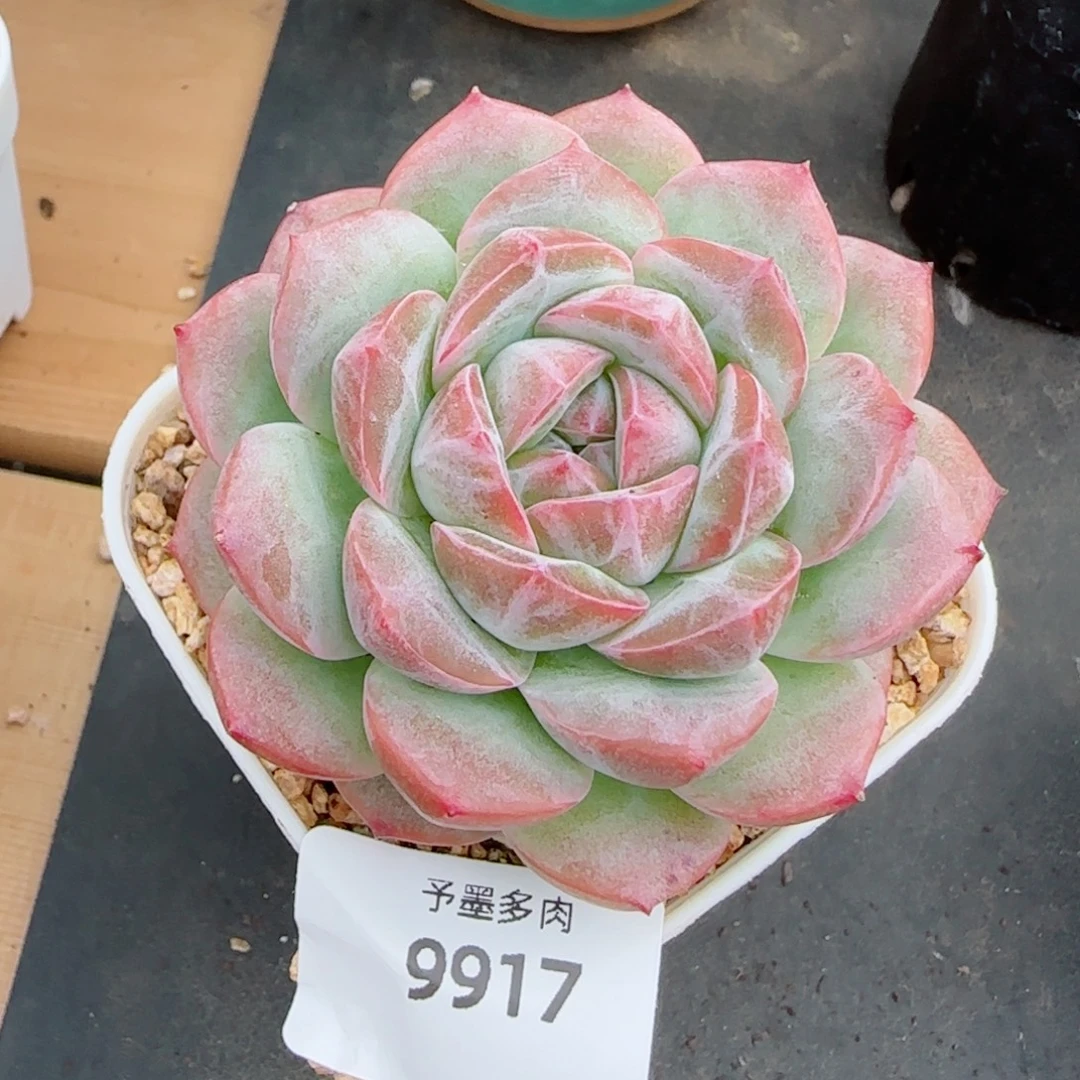 玄霜，9917多肉植物
