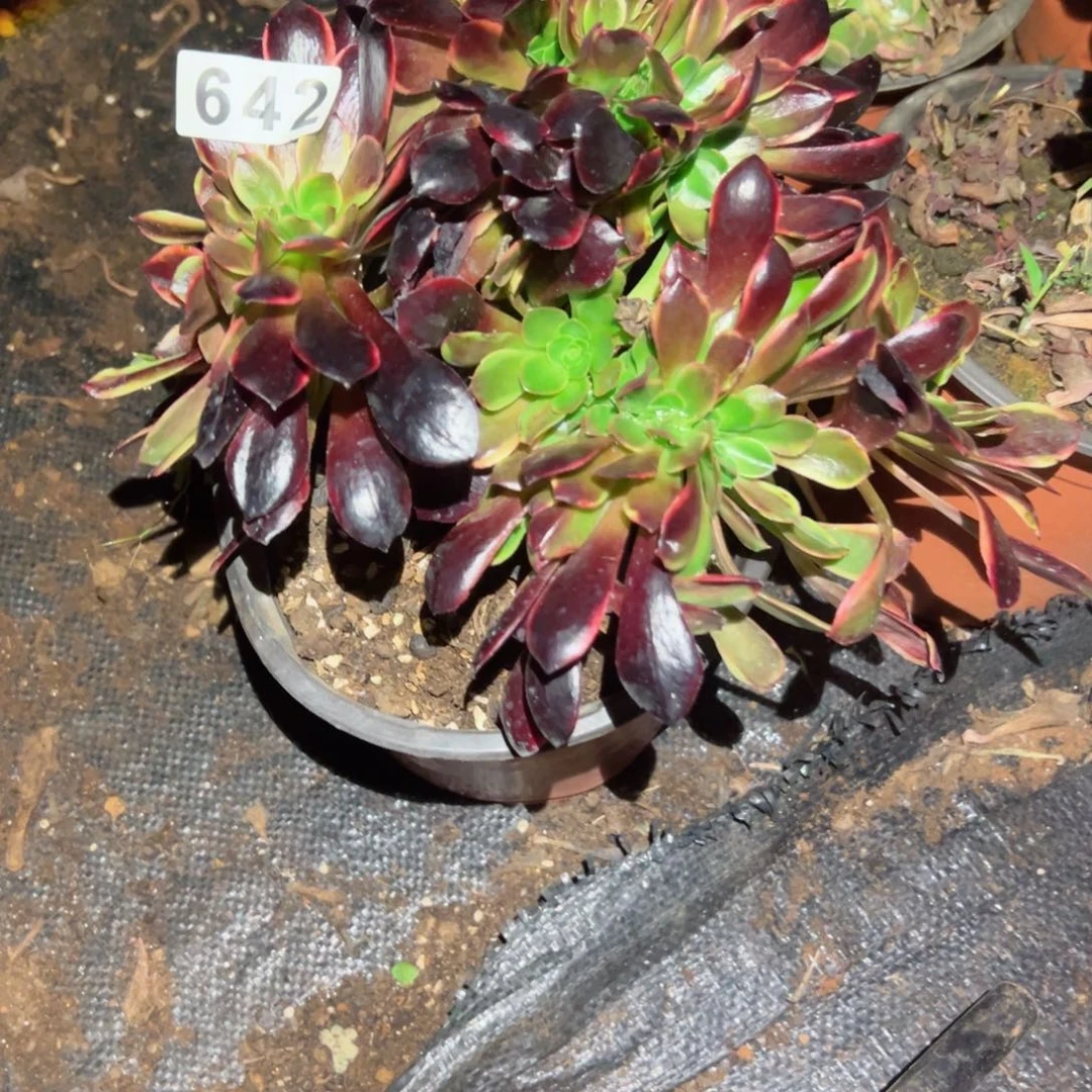 642 号法师多肉植物新年快乐