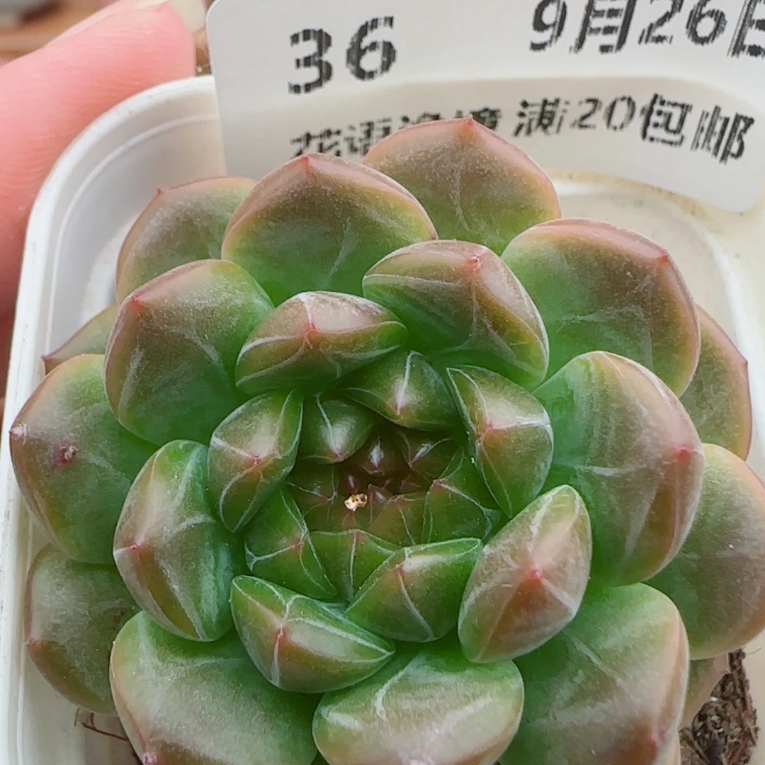 花语逸镜0926-36珍妮