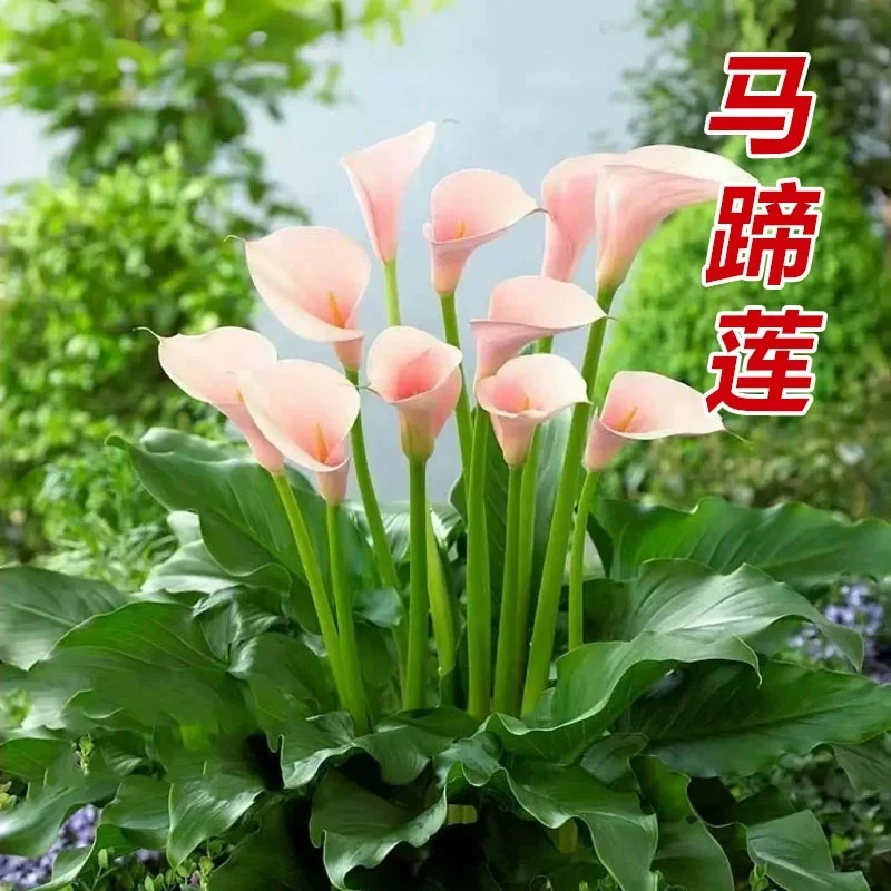 彩色马蹄莲种球进口带芽种球多年生四季开花室内外易养活盆栽植物