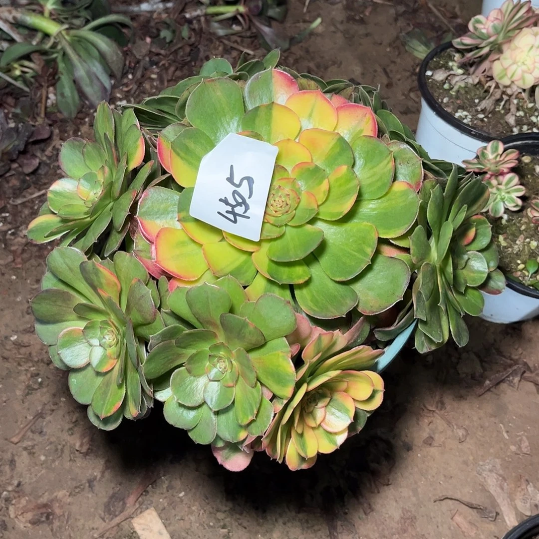 @***r多肉植物万七彩4505