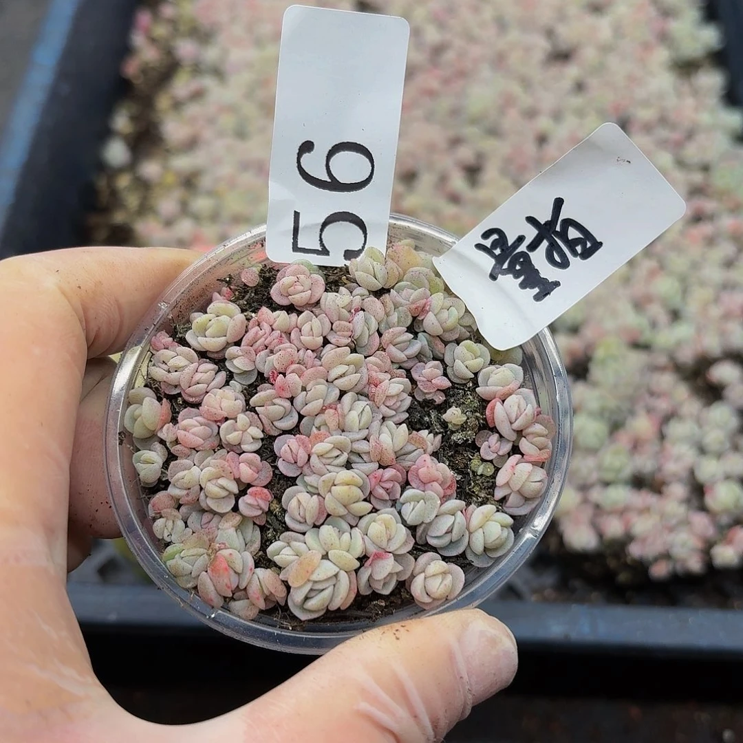 多肉植物多肉植物56量拍