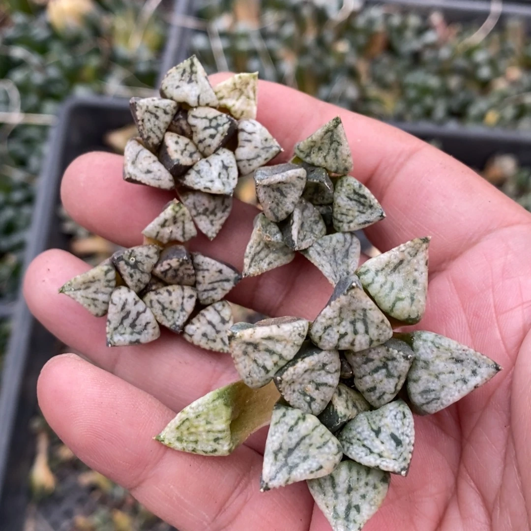 1424 一颗小潘多拉魔盒 双11福利最后一天