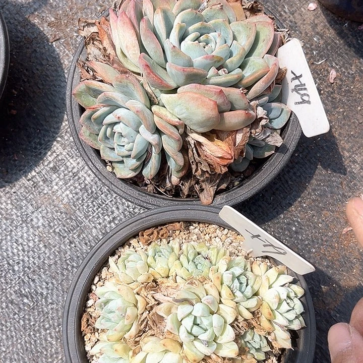 晨语多肉，一物一拍福利