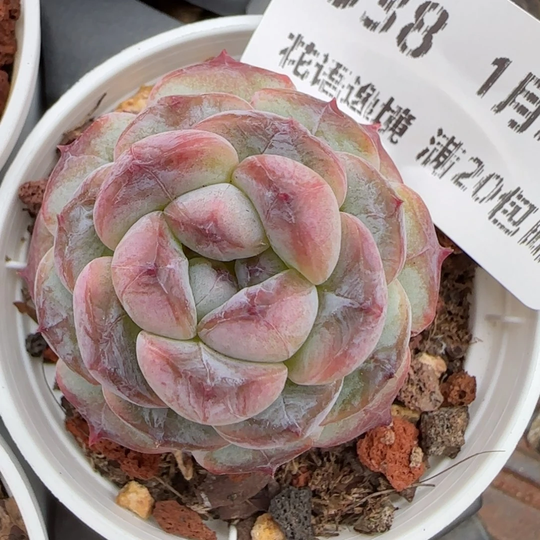 花语逸镜0127-538