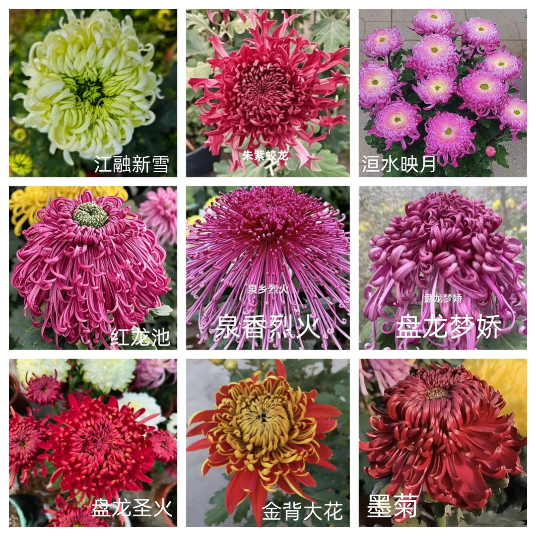 九月大菊花苗15棵混色15个品种带土发货不分品种不打标签