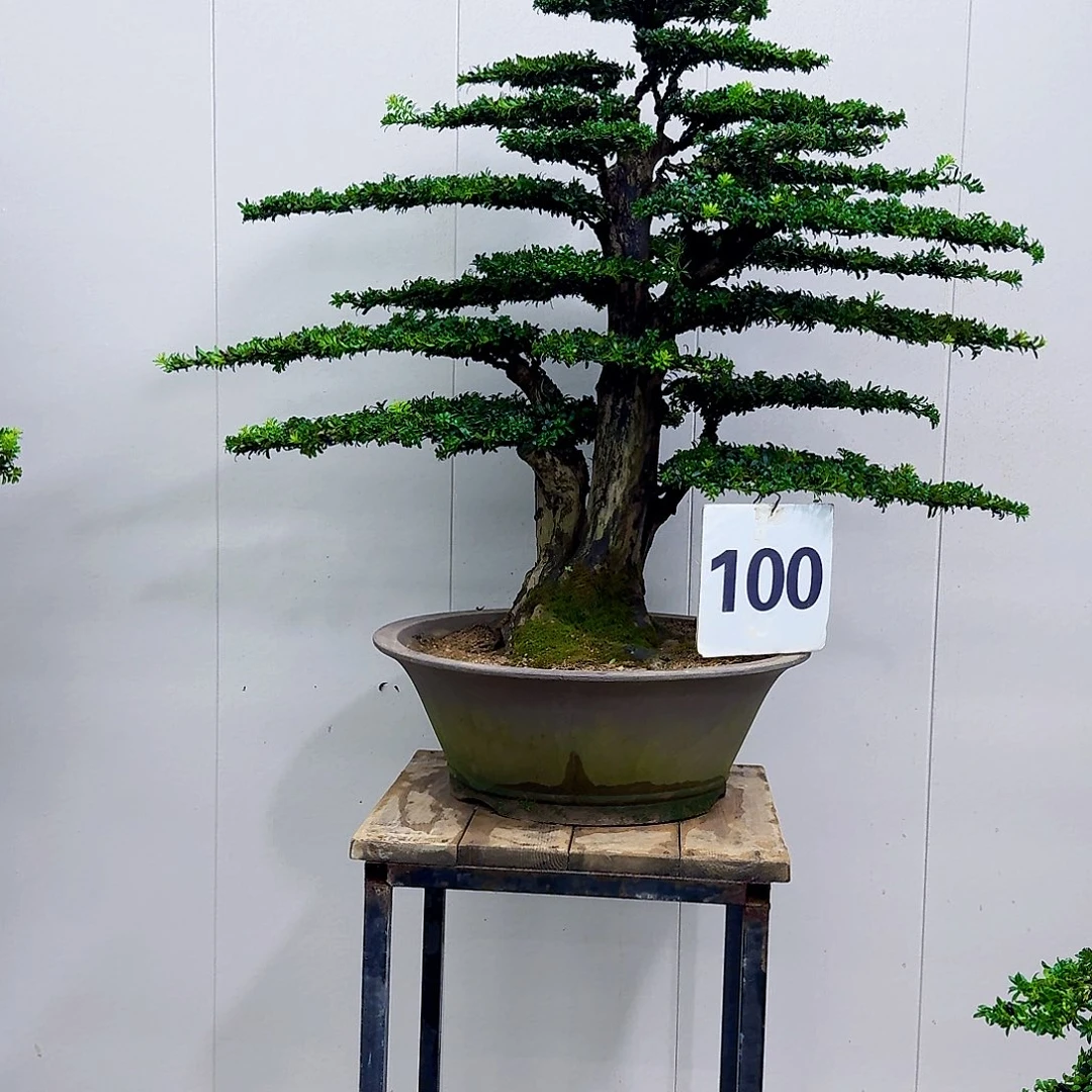 奶***奶无花朵珍珠罗汉松造型盆景