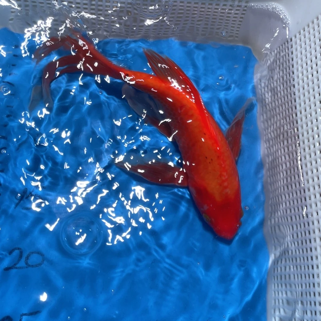 锦鲤锦鲤包邮包售后