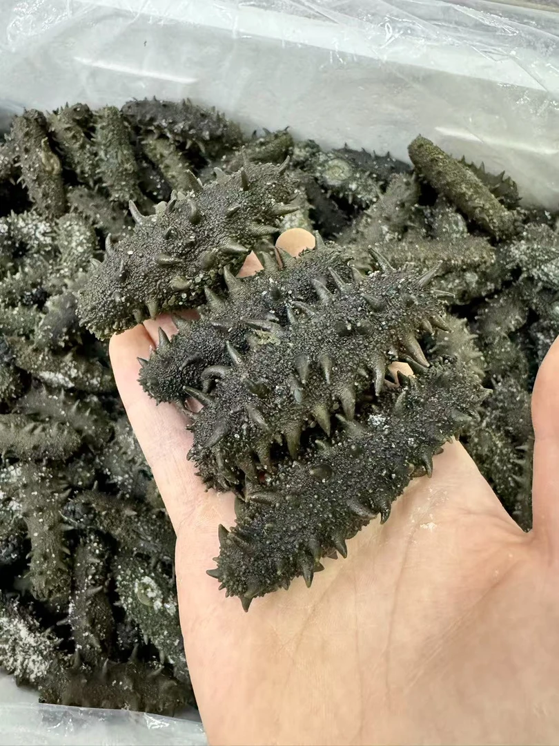 长岛顶火渤海湾半干海参20-30头/斤【源头工厂直供，顺丰发货】