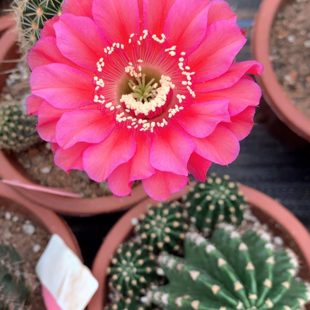 小****物9207实生彩草15公分杯