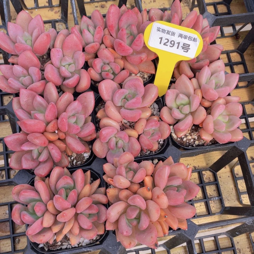 1291号 桃花源群生一个