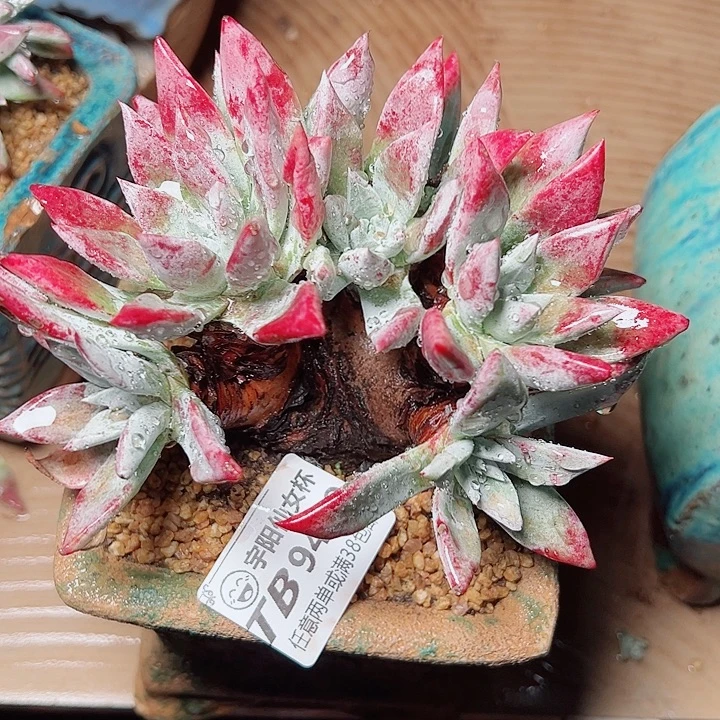 9439苹果叶仙女杯多肉