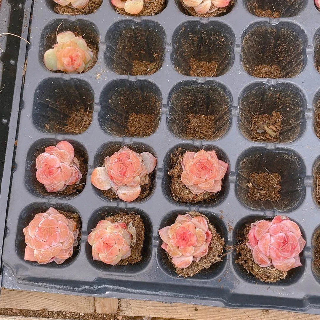 粉幽兰穴一个满25包邮