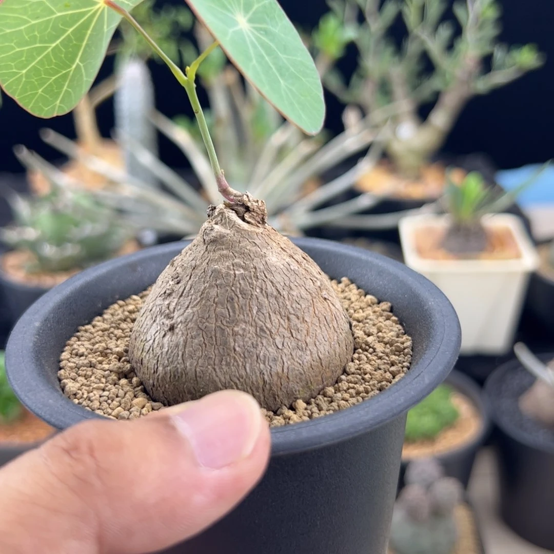 素可泰4.8一物一拍带盆发