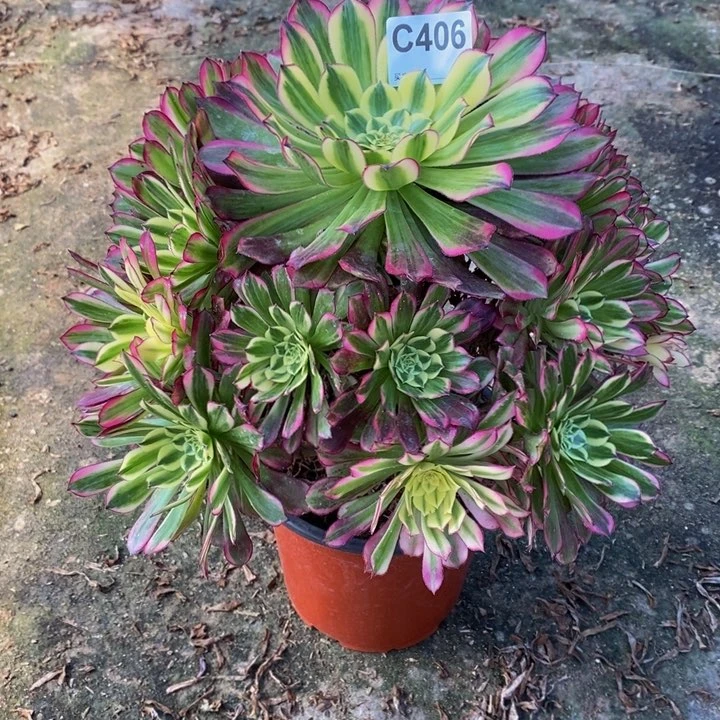 苗**玩天河多肉植物406