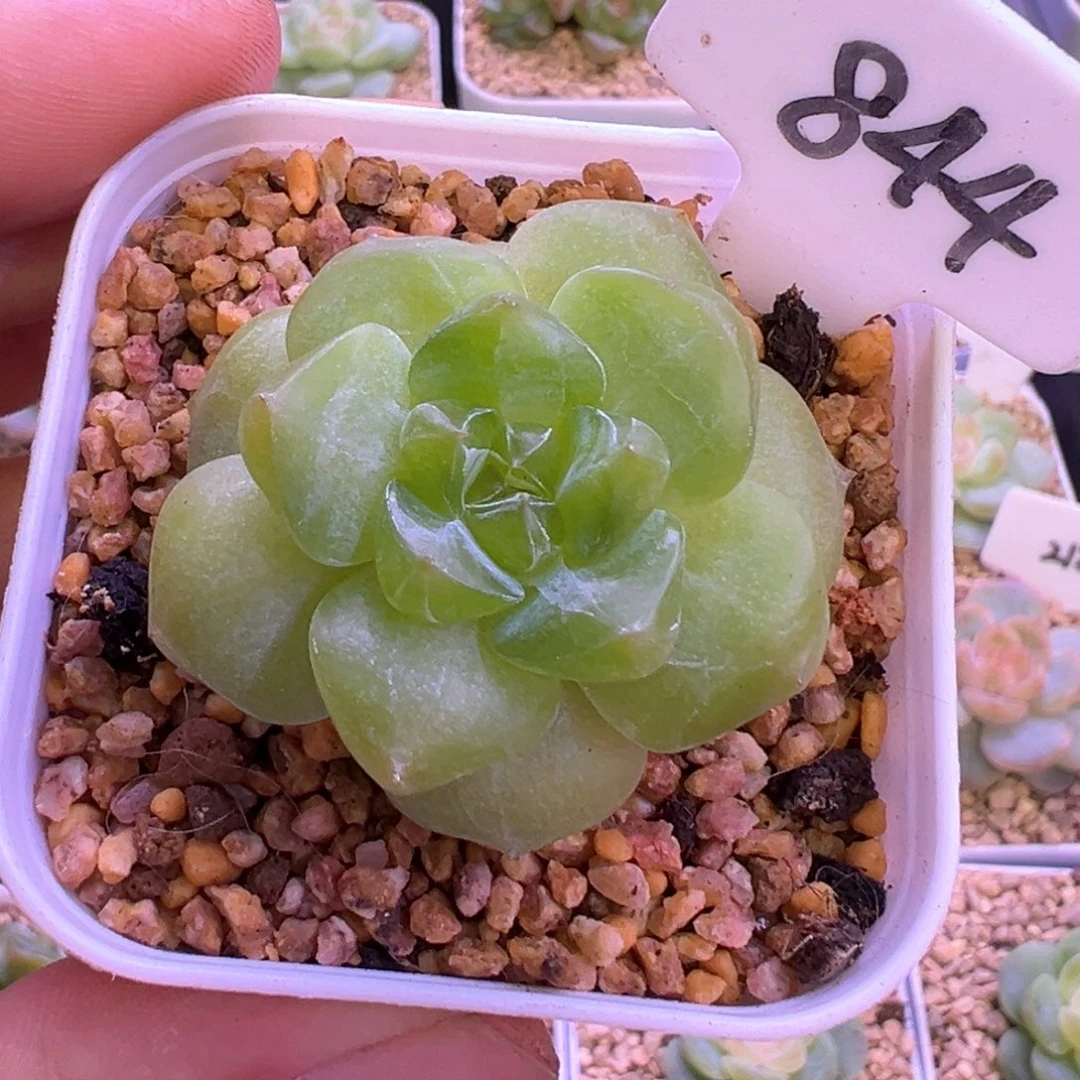 844号风花雪月系列
