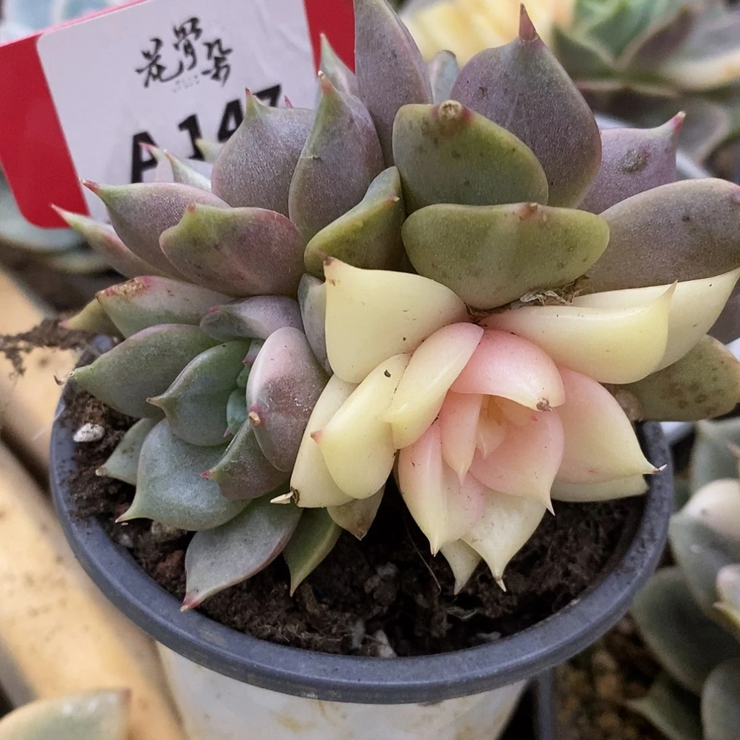 147四头无砍贝加尔湖哈哈哈哈