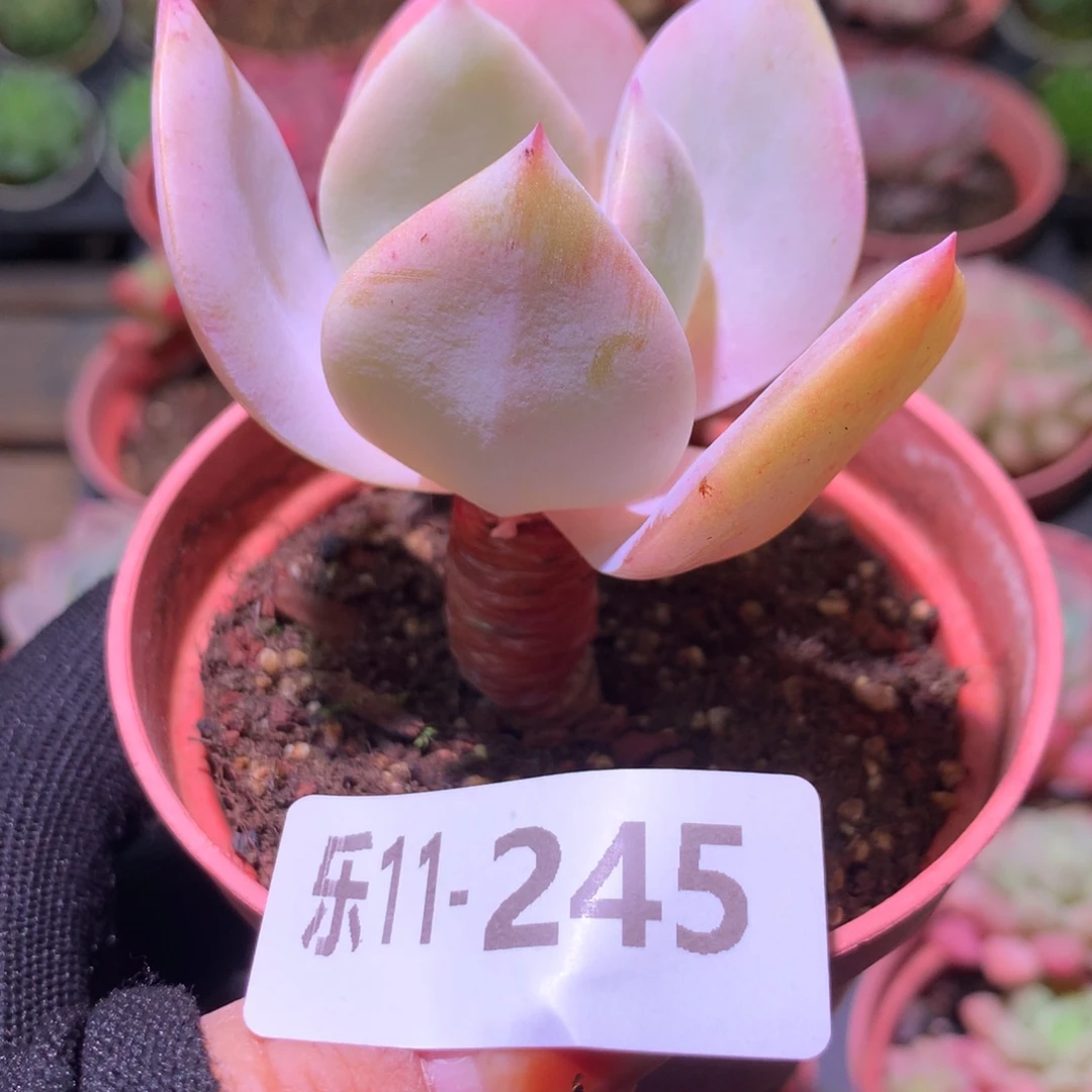 乐然11-245 白凤单头