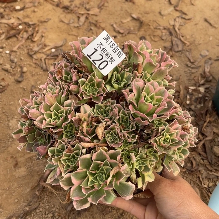 120白凤绣球1号棚