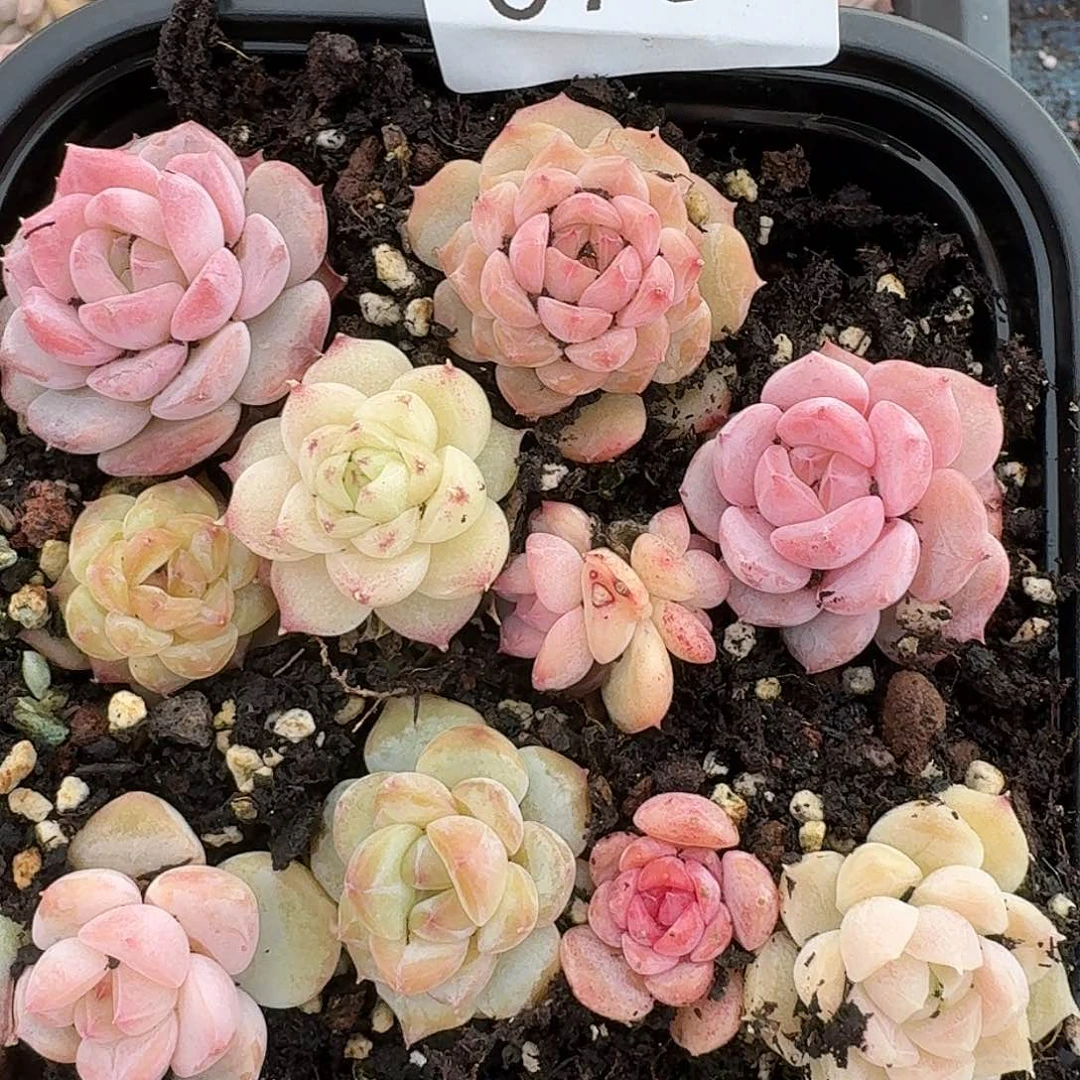 杂交新品珍妮多肉750