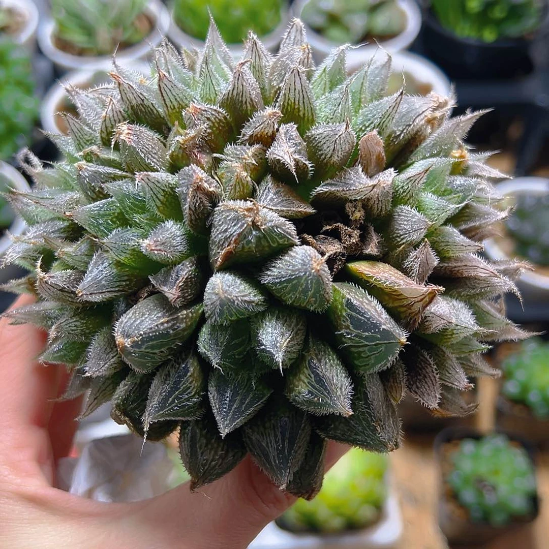 紫绘卷群多肉多肉多肉一颗