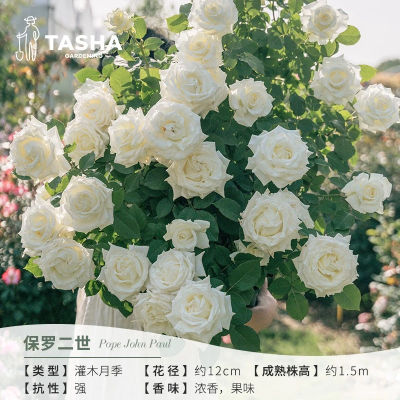 塔莎的花园保罗二世2.5升勤花丰花适合阳台庭院种植