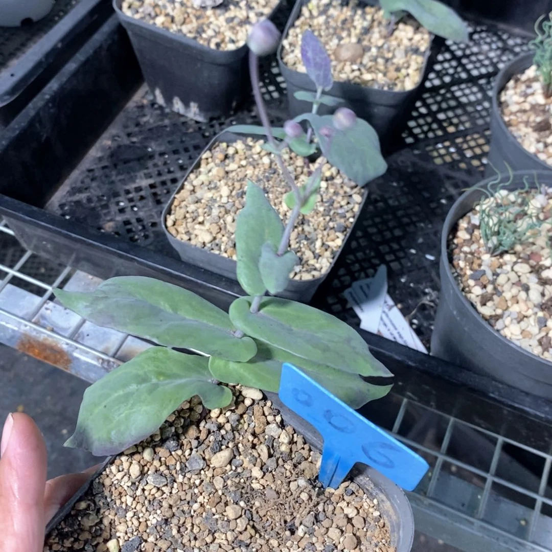 大碗厚敦菊多肉植物