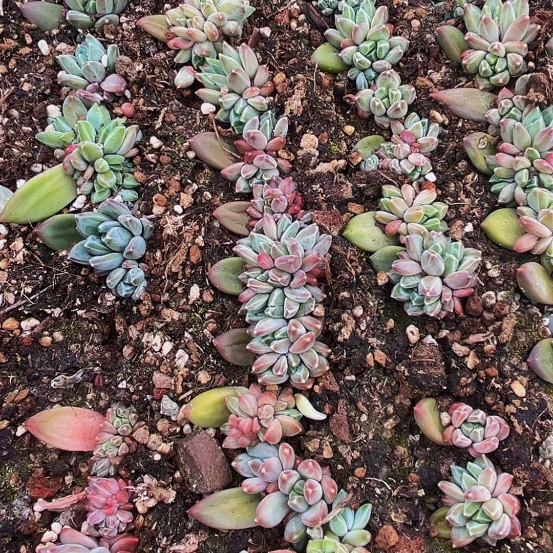 桔云多肉美人精品系列10颗