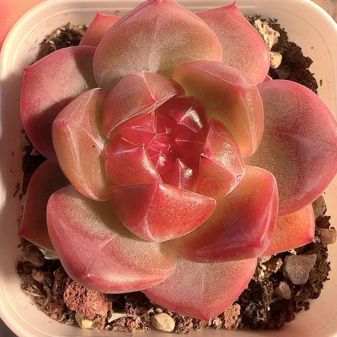 多肉1128-13钻石珍妮