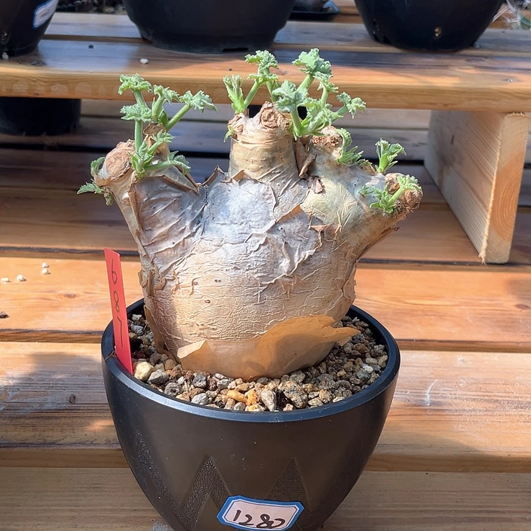 潮流植物安哥拉葡萄翁，687