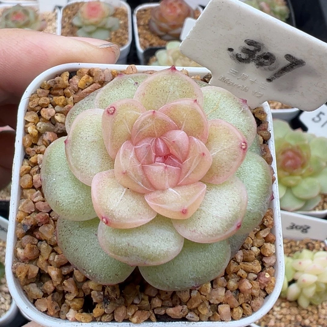 307号风花雪月系列仙音