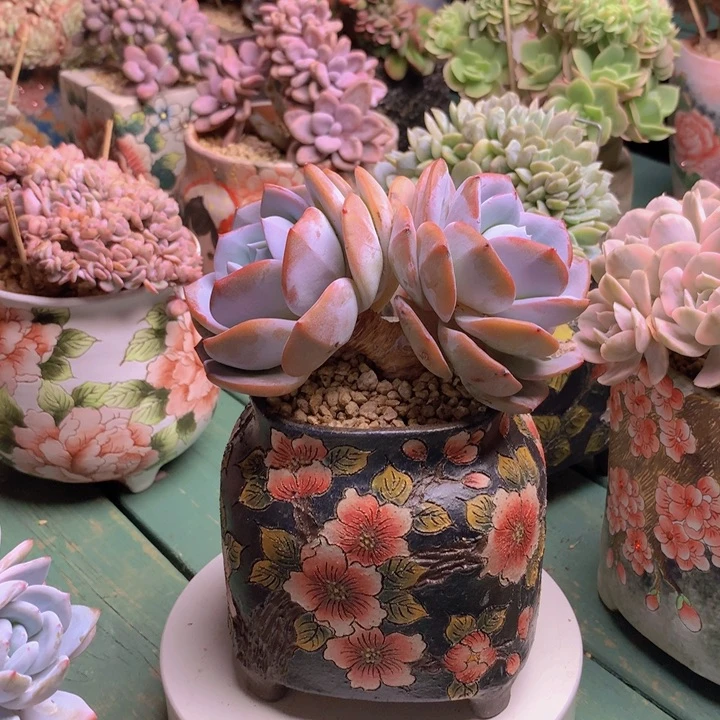 奶茶自然老庄无砍群