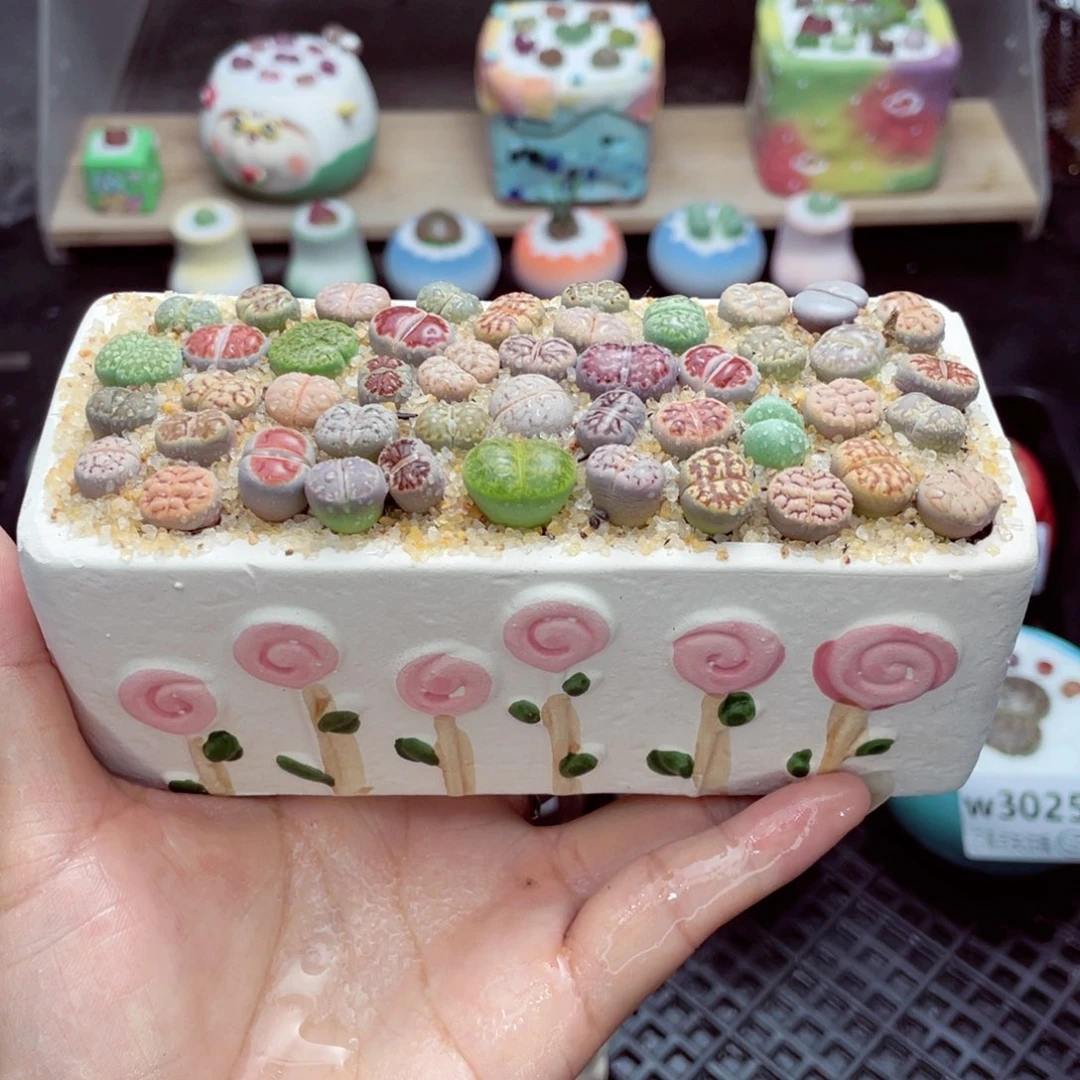 w3028 带盆土发货一物一拍