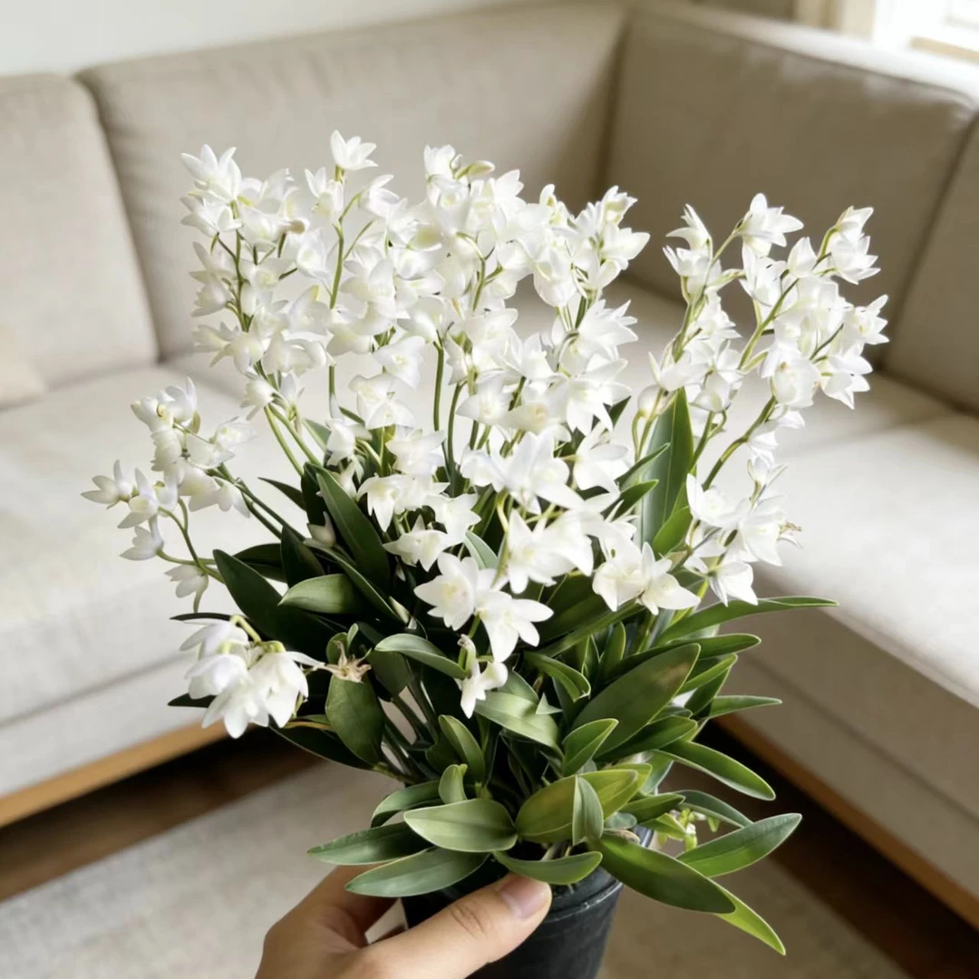 【黄梦宇】云婀娜 澳洲香水石斛全场鲜花任意满两单及以上包邮