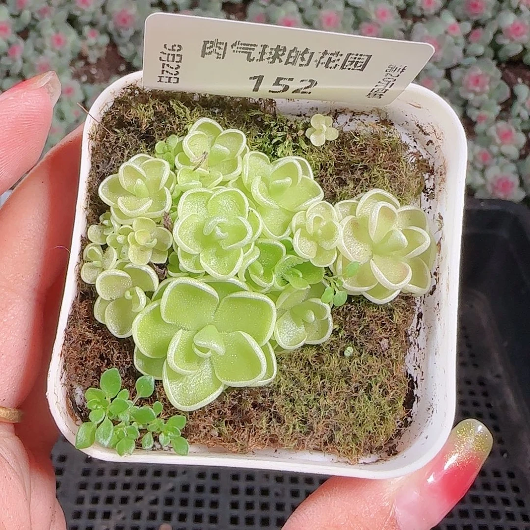 0922---152爱丽丝