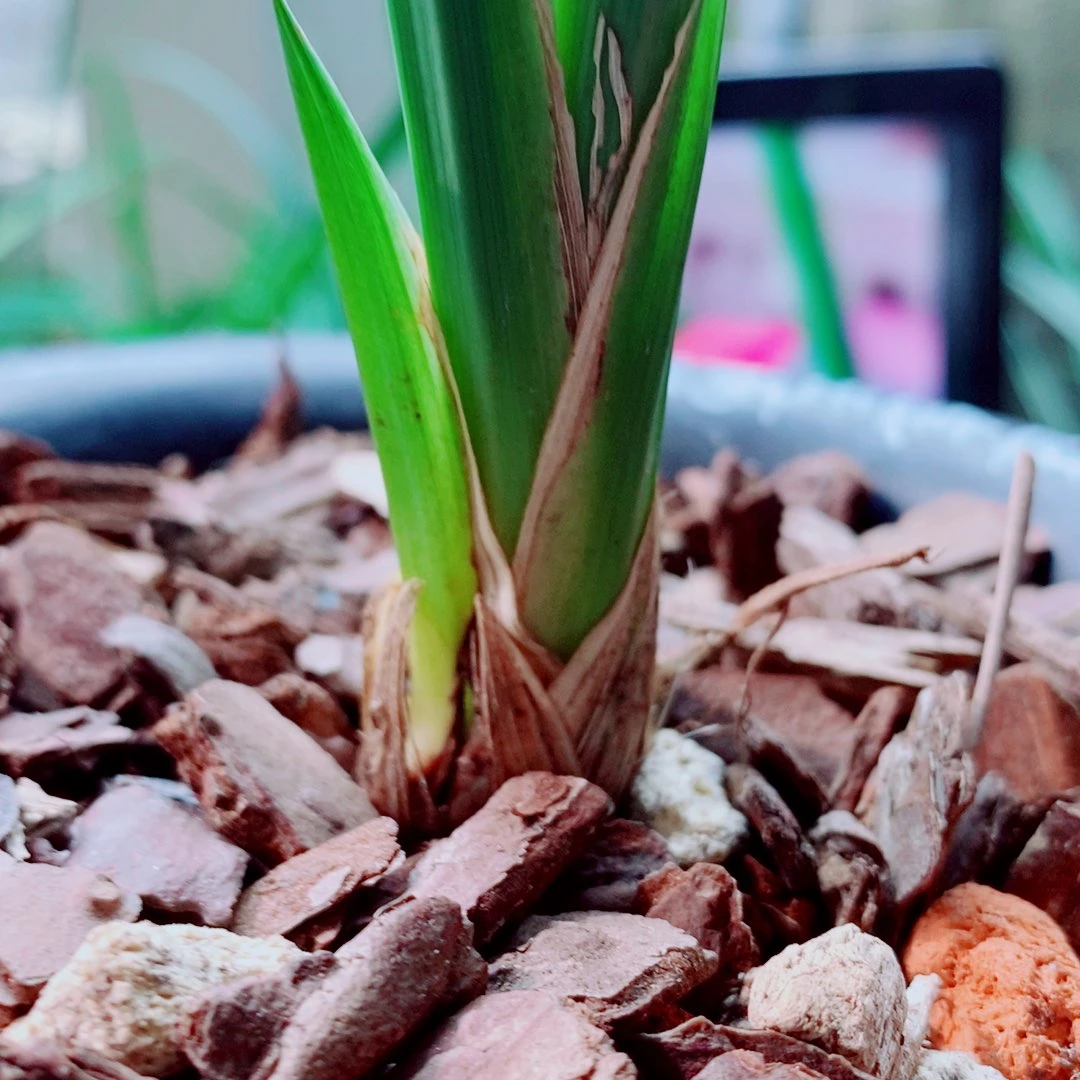 当前无花栽培后可以开花