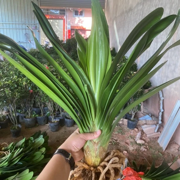 君子兰皱叶元宝兰高品质原土原盆发货