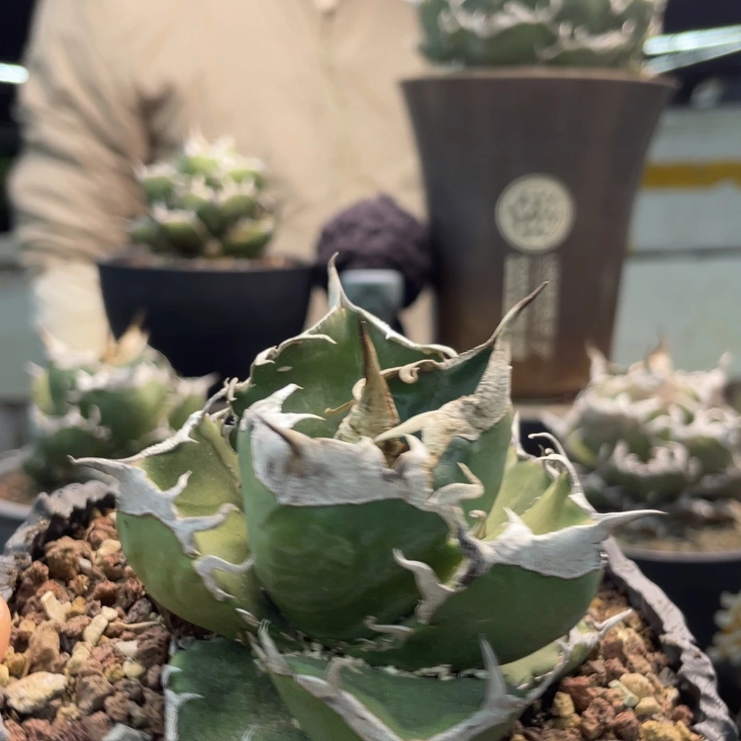 立可白8888888888888