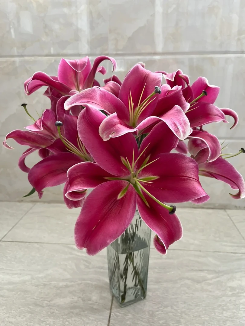 【中国红】香水百合 一单包邮 云南鲜花昆明基地现采现发