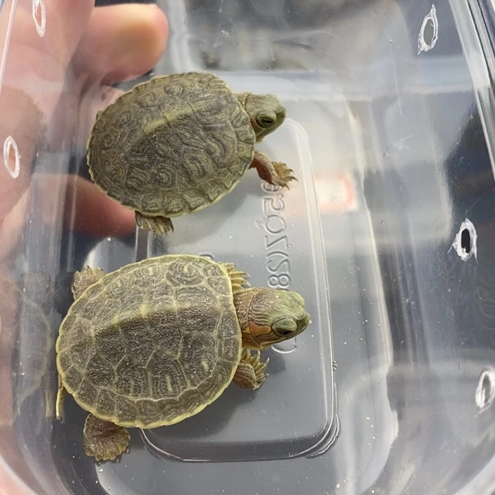 绿毛龟母6666666666