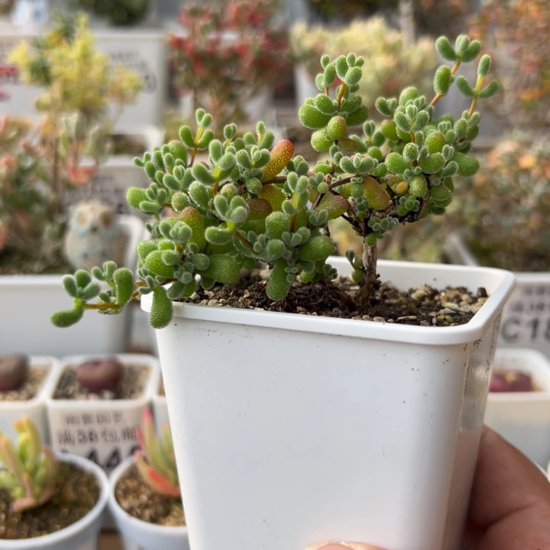 7-253妖桩造型老桩一年翡翠
