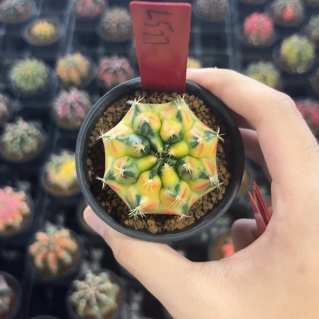 Ｌ577-1117广东发货 黄石