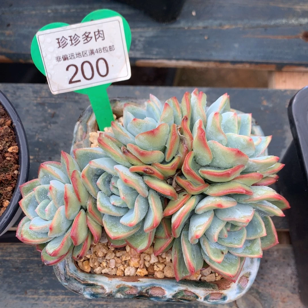 奶油泡芙老桩无砍200