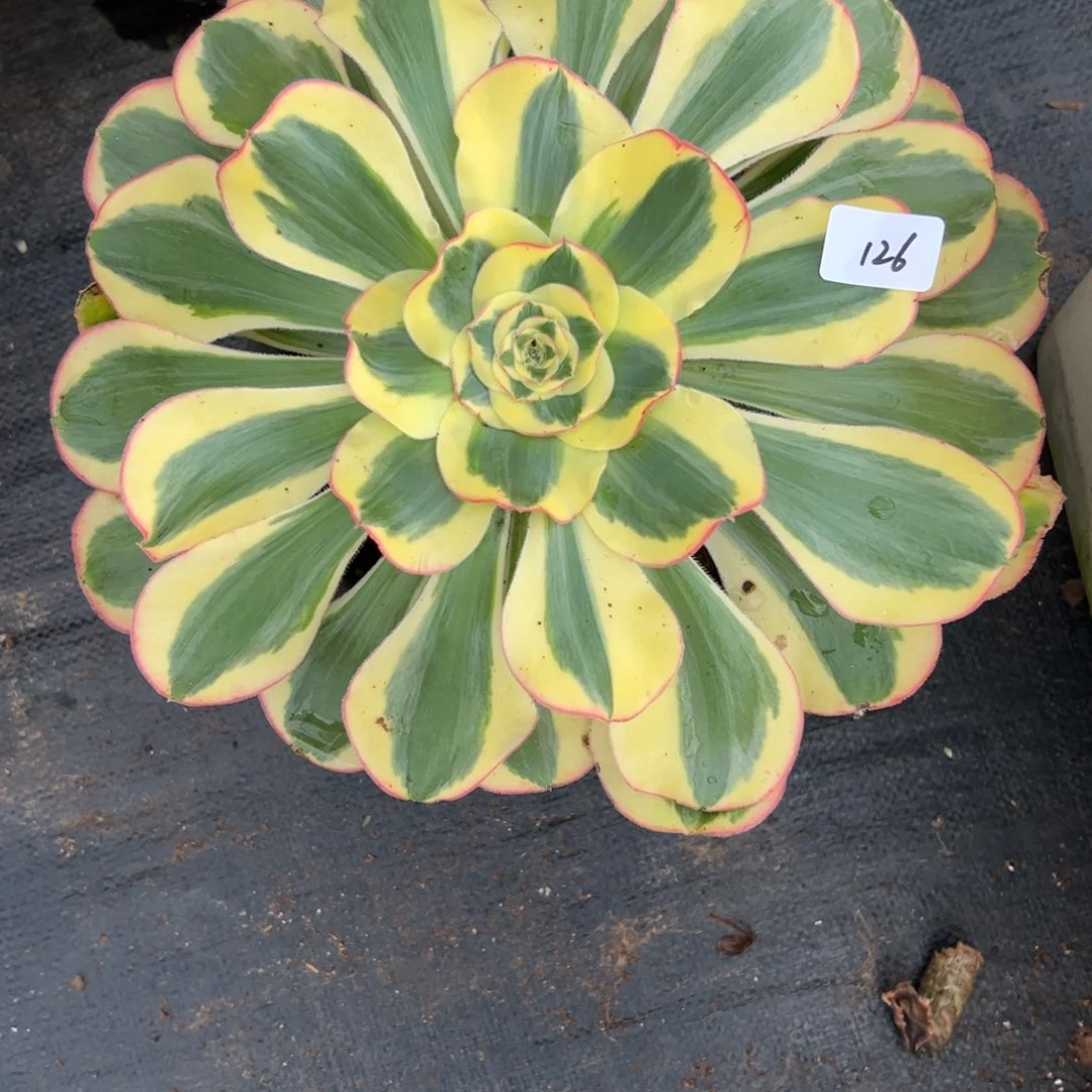 126王妃多肉植物系