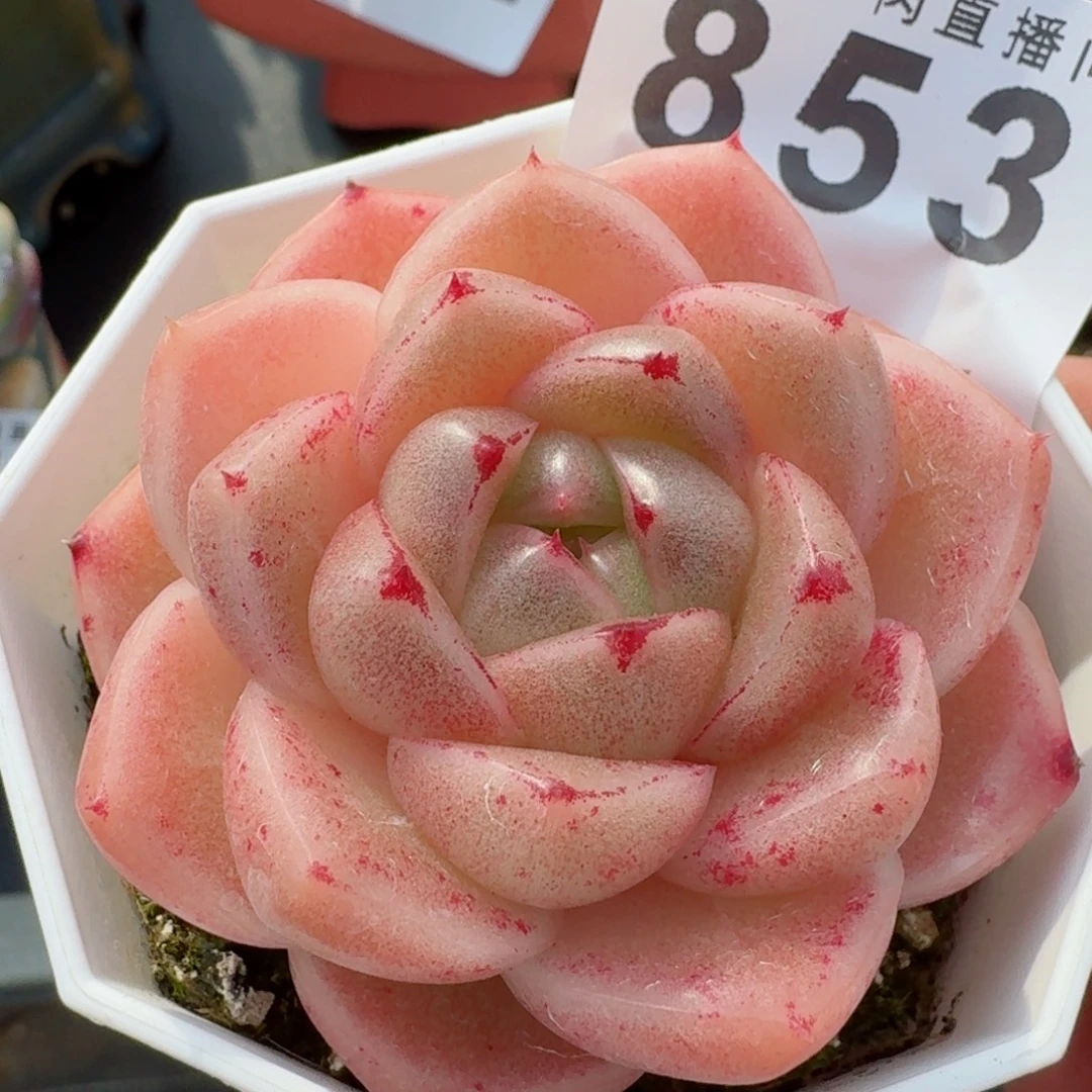 m100      愿你一路坦途，乘风破浪展宏图